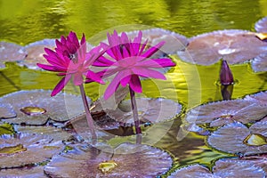 Pink Nymphea Water Lily Fairchild Garden Coral Gables Florida