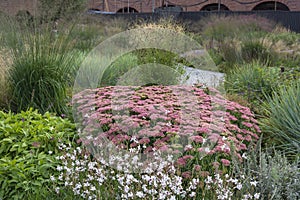 Pink ochitok among garden herbs photo