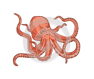 Pink octopus or Kraken isolated on white background. Marine animal or mollusc with tentacles, deep sea creature