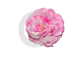 Pink old garden rose isolated on white background