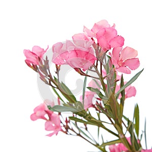 Pink oleander