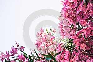 Pink oleander against bright sky with copy space