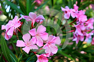 The pink oleander, best delicate flowers , Nerium oleander, bloomed in spring. Shrub, small tree, garden plant. Pink summer