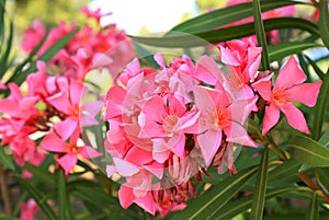 The pink oleander, best delicate flowers , Nerium oleander, bloomed in spring. Shrub, small tree, garden plant. Pink summer