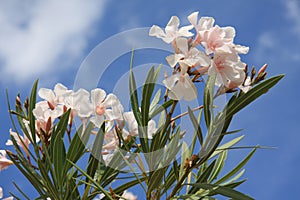 Pink oleander blooms