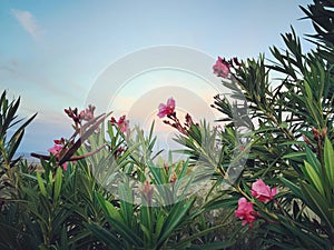 Pink Oleander Bush with Sunset Background.