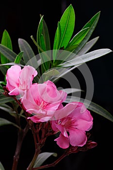 Pink oleander flower