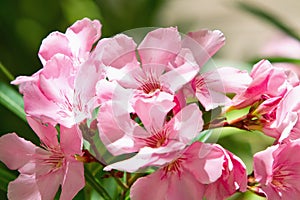 Pink oleander flower