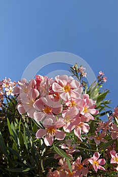 Pink oleander flower