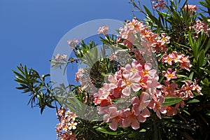 Pink oleander flower