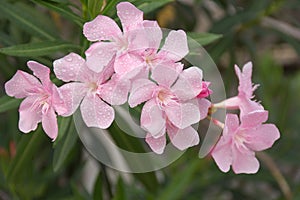 Pink oleander flower