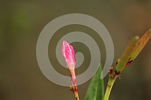 Pink Oleander Flower Bud