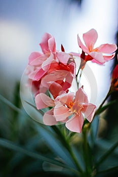 Pink Oleander Flower: closeup shot of pink flowers on oleander shrub