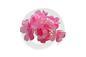 Pink oleander flower