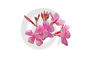 Pink oleander flower