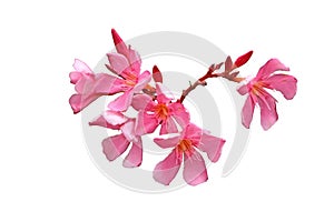 pink oleander flower