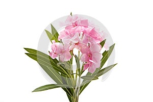 Pink oleander flower on white