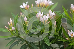 Pink Oleander flowers