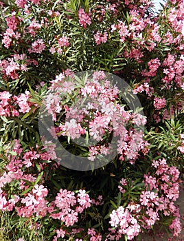 Pink oleander flowers