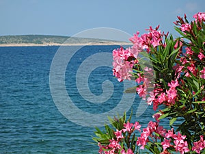 Pink oleander flowers photo