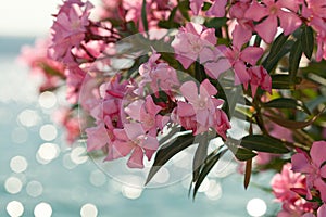 Pink oleander flowers against blue sea