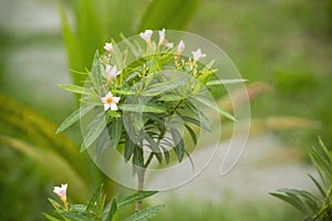 Pink Oleander flowers in bloom