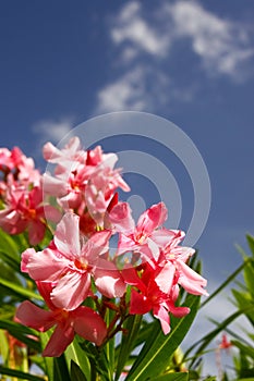 Pink Oleander Flowers, Blue Skies, White Clouds