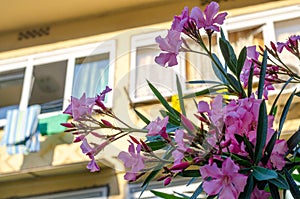 Pink oleander flowers on a blurry background of a yellow facade