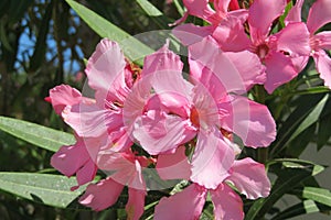 Pink oleander flowers, closeup