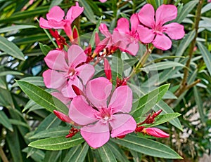 Pink oleander flowers natural bouquet