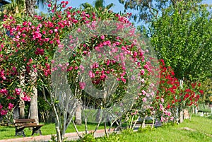 Pink Oleander flowers on a natural green background in Antalya