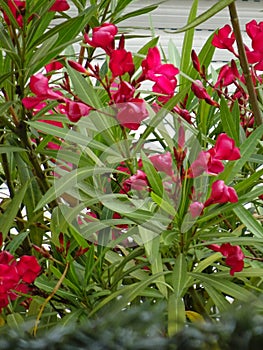 Pink Oleander Flowers - Puteaux, Ile de France