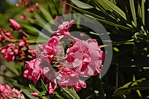 Pink Oleander flowers, selelctive focus - Nerium oleander