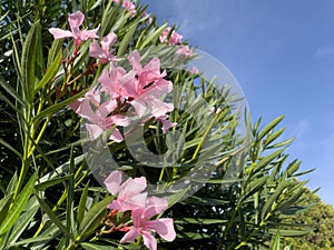 Pink oleander flowers