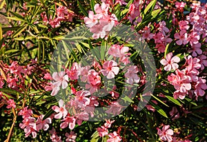 Pink oleander in Full Bloom In Arizona Spring