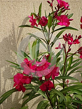 Pink Oleander - Garden Flowers - Ile de Puteaux, France