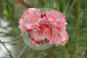 Pink oleander on a green background