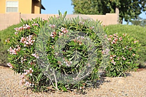 Pink Oleander Shrub Blooming in Spring