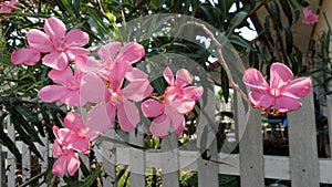 Pink Oleander