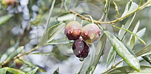 Pink oliv tree in an olive grove with ripe olives on the branch ready for harvest