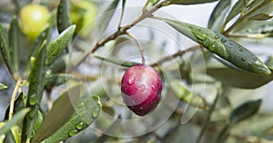 Pink oliv tree in an olive grove with ripe olives on the branch ready for harvest