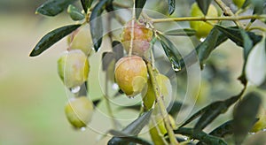 Pink oliv tree in an olive grove with ripe olives on the branch ready for harvest