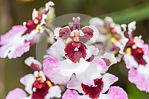 Pink Oncidium orchid.