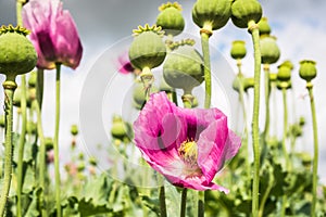 Pink opium poppy blossom, also called breadseed poppies