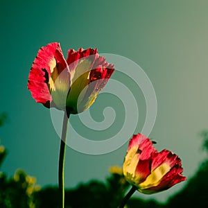 Pink opium poppy flower