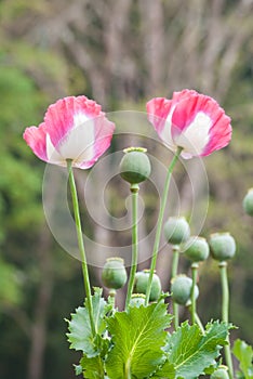 Pink opium poppy flower.