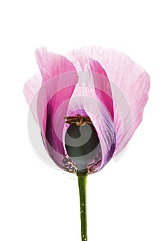 Pink opium poppy flower