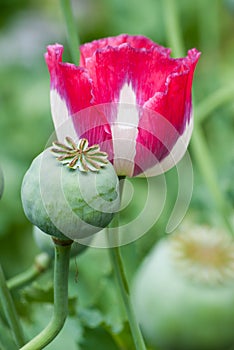 Pink opium poppy flower.