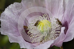 Pink Opium poppy in flower and hover flies