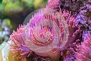 Pink and orange anemone tentacles detail
